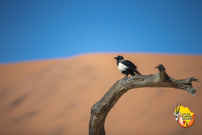 Foto galería 100km of Namib Desert-2019